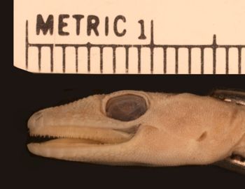 Media type: image;   Herpetology R-3252